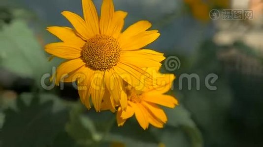 黄花在绿色慢动作视频背景自然视频