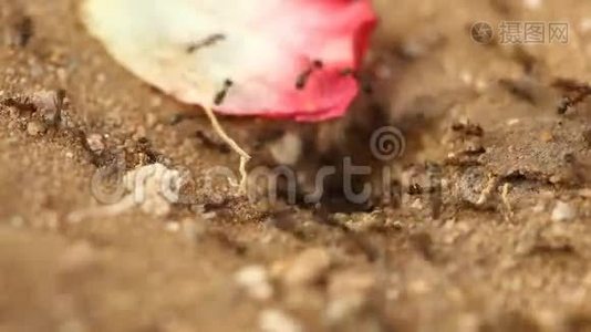黑蚂蚁在干燥的沙漠中建造家园视频