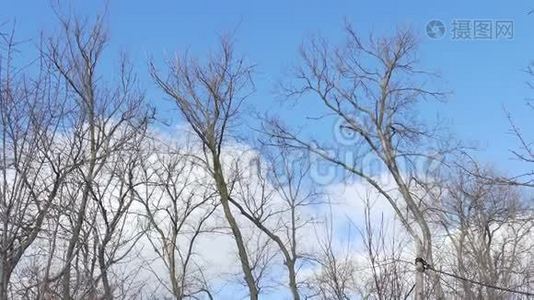 蓝天上的干林树视频