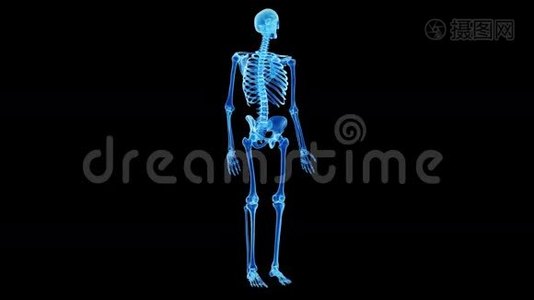 人体骨骼视频