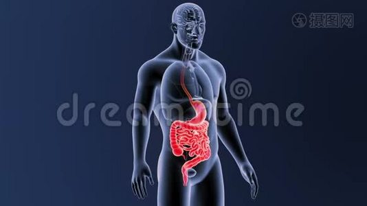 胃和肠有器官视频