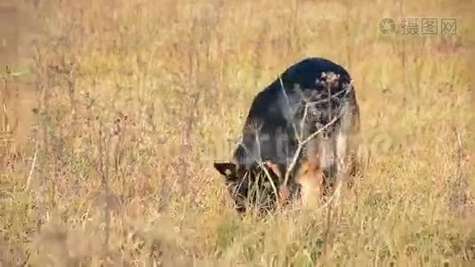 德国牧羊犬在户外玩耍。视频