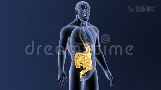 胃和肠有器官视频