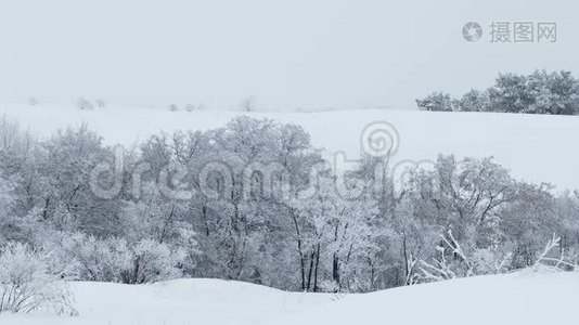 森林美丽的树木，大自然，雪，冬天，圣诞节视频