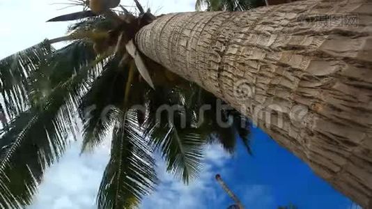 蓝天上有椰子的棕榈树视频