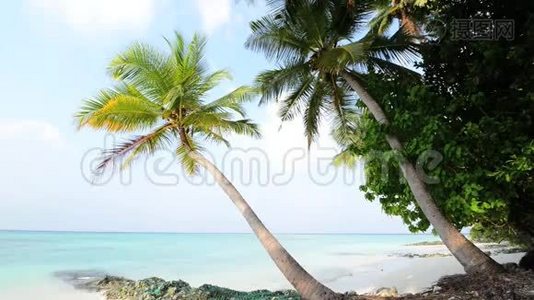 热带白色沙滩，棕榈树视频