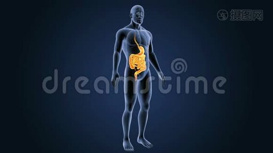 有器官的胃和肠视频