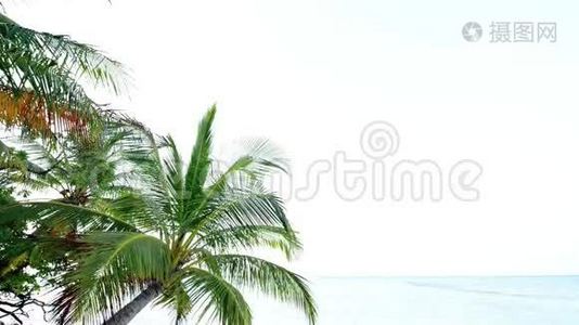 热带白色沙滩，棕榈树视频