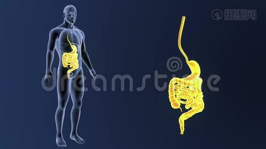 胃和肠缩小与器官视频