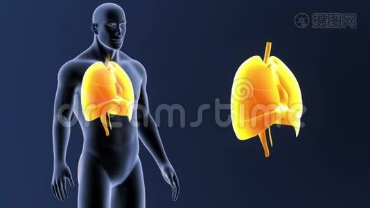 人体器官、心脏、肺、膈肌随身体收缩视频