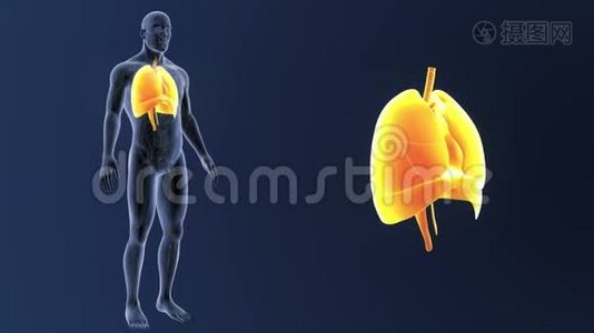 心脏、肺和膈肌变焦循环系统视频