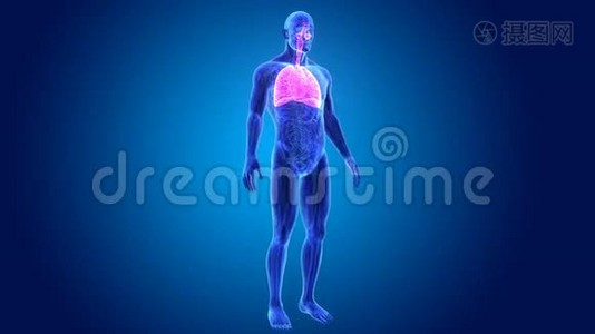 呼吸系统与解剖视频