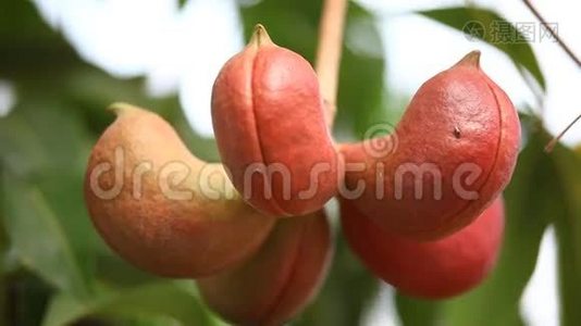 印度阿育吠陀混合水果特写视频