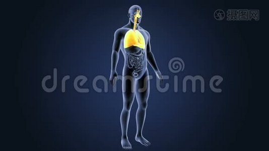 呼吸系统和心脏器官视频
