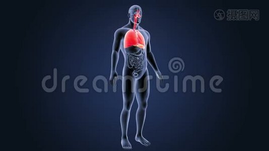 呼吸系统和心脏器官视频
