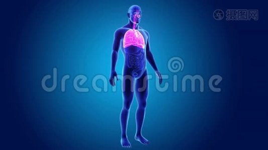 人体呼吸系统和心脏器官视频