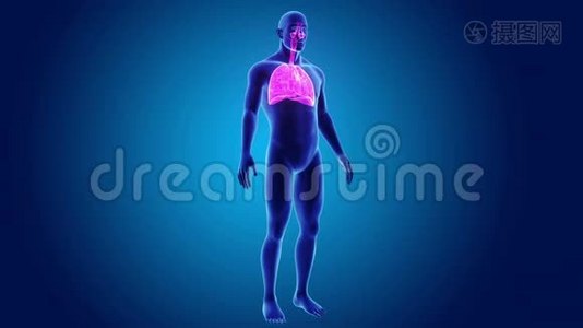 人体呼吸系统及心脏与身体视频