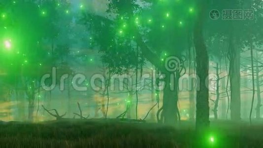 神奇的森林在雾蒙蒙的夜晚4K视频