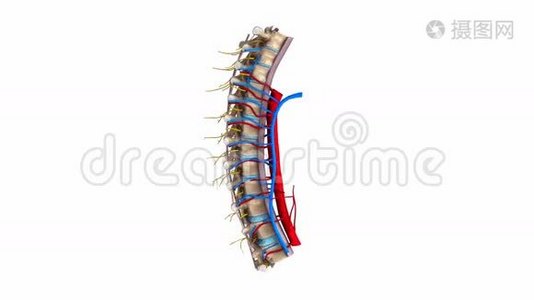 带韧带、血管和神经的胸椎视频