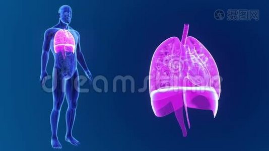 具有器官和循环系统的人体心脏、肺和膈肌变焦视频