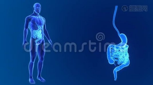 胃和肠与器官和循环系统的关系视频