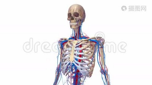 有韧带和血管的人体骨骼视频
