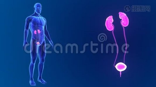 泌尿系统放大器官和循环系统视频