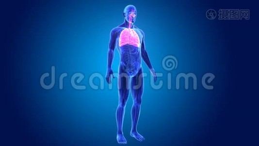 呼吸系统与心脏解剖视频