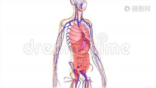 有循环系统的器官.视频