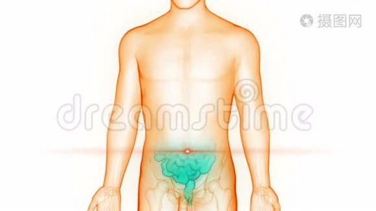 人体消化系统解剖视频