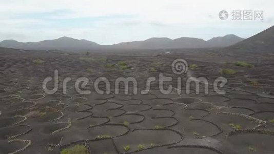 欧洲加那利群岛兰萨罗特黑色火山土壤上葡萄园的空中风景。视频