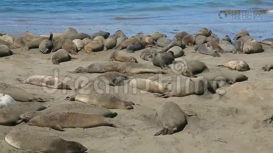 野象海豹的殖民地视频