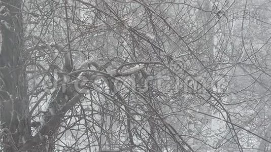 一阵强风吹着，下雪了，树枝摇曳着。视频