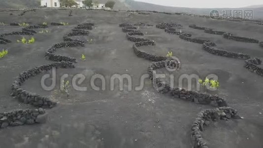 兰萨罗特黑火山土壤上的葡萄园。 在拉吉利亚葡萄酒种植的空中风景视频