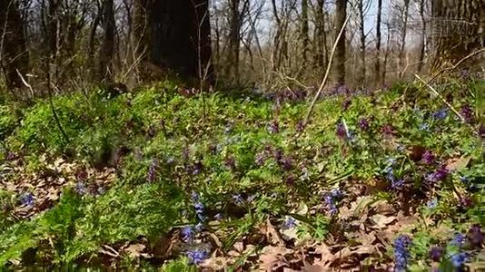 美丽的花在森林里，蜜蜂在公园里给紫色和蓝色的花授粉视频
