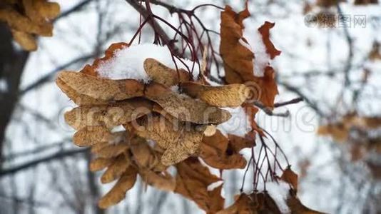 枫树种子覆盖着雪视频