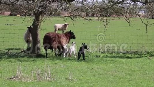 羔羊母羊农场自然动物视频