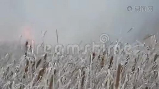 森林草原野火或风暴火的背景。 大量的干草在火焰中燃烧。 燃烧视频