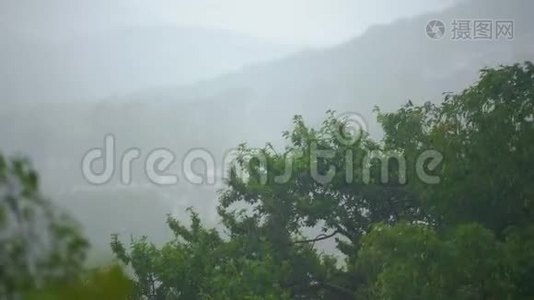 在大雨和风下的树木上观看。 北方地区的风暴概念。 飓风概念视频