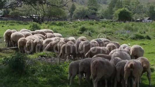 山区的羊群群——斯洛伐克的塔特拉山。视频