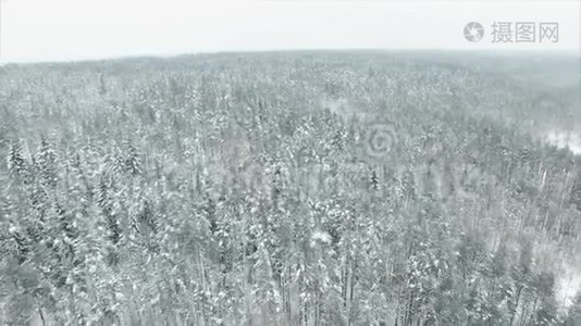 空中飞过冰冻雪山云杉林视频