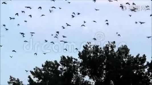 一群乌鸦在空中盘旋视频