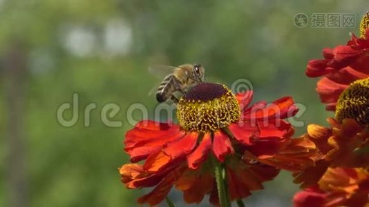 蜜蜂从绿色背景上的红花中采集花蜜。 充满活力的特写镜头。视频