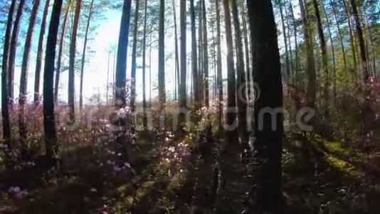 阳光透过林中的树木，洒在杜鹃花的粉红色花朵中视频