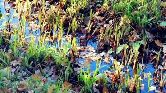 水坑、草地和秋叶视频