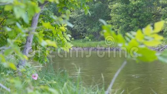 透过枝叶观赏河流或湖泊视频