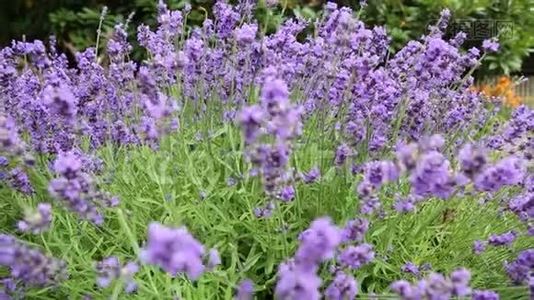 蓝花特写草地蜜蜂工作夏季视频