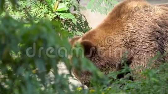 靠近野生棕熊，在森林里自由地穿过树木和植物视频