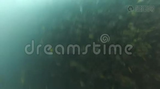 水下鱼类和潜水潜水者视频