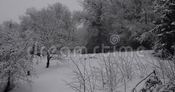 冬天雪花飘落视频